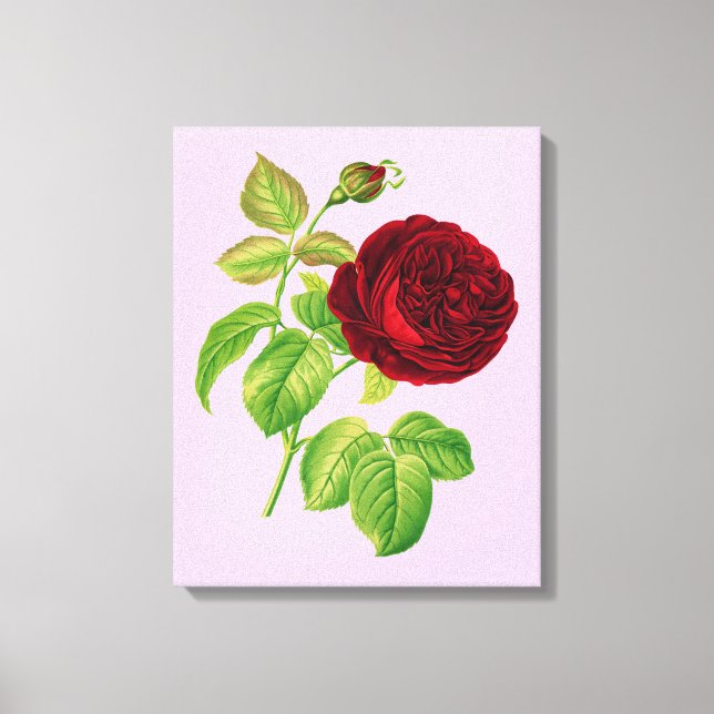 Cabbage Rose Canvas Print (Front)