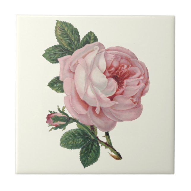 Cabbage Rose of Soft Pastel Pink and Green Leaves Tile (Front)