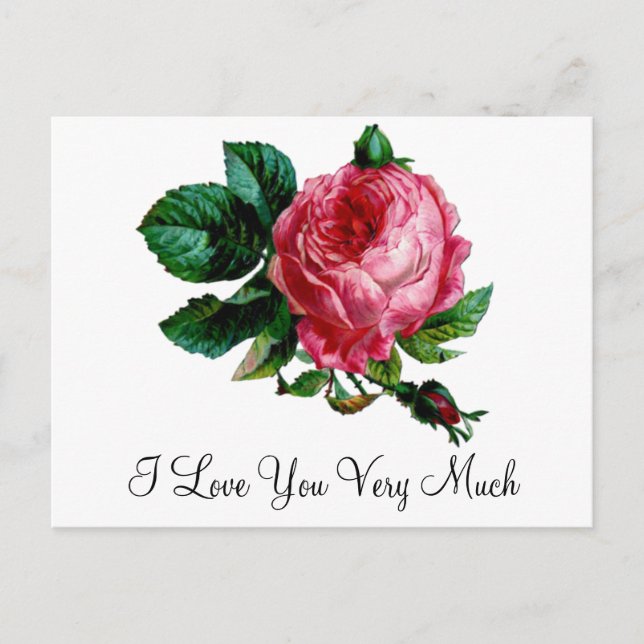 Cabbage Rose Postcard (Front)