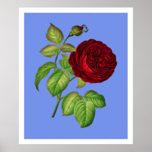 Cabbage Rose Poster