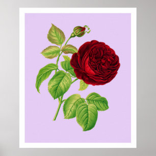 Cabbage Rose Poster