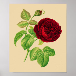 Cabbage Rose Poster