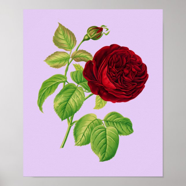 Cabbage Rose Poster (Front)