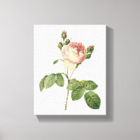 cabbage rose (Rosa centifolia) by Redouté