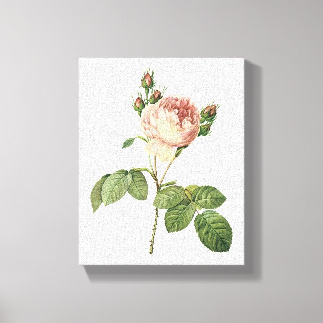 cabbage rose (Rosa centifolia) by Redouté Canvas Print (Front)