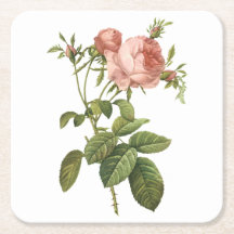 cabbage rose (Rosa centifolia foliacea) by Redout