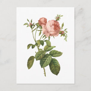 cabbage rose (Rosa centifolia foliacea) by Redouté Postcard