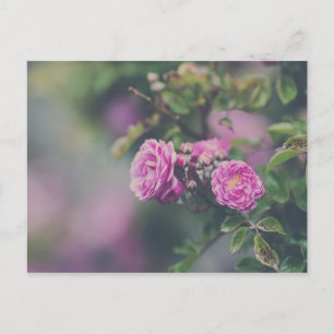 Cabbage Roses Postcard
