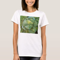 Cabbage