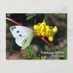 Cabbage White Postcard