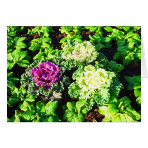 Cabbages and primulas