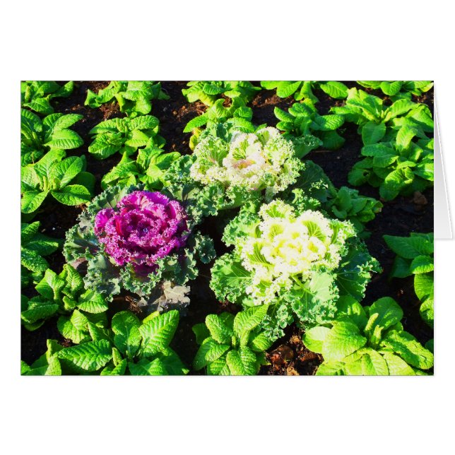 Cabbages and primulas (Front Horizontal)