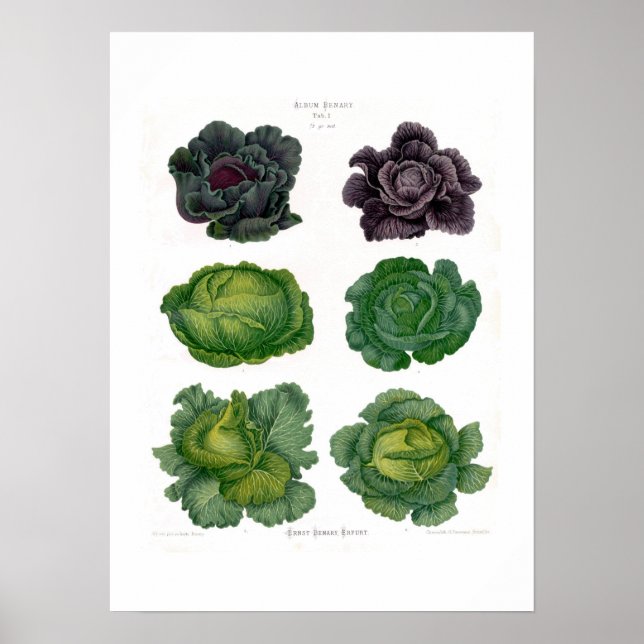 Cabbages Poster (Front)
