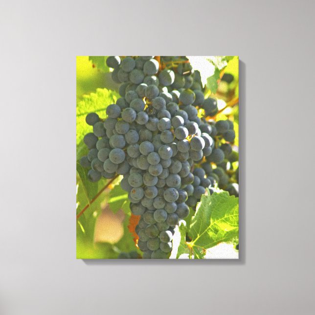 Cabernet Sauvignon grape bunch in the Chateau Canvas Print (Front)