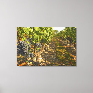 Cabernet Sauvignon vines in a row in the Canvas Print