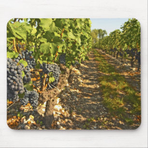 Cabernet Sauvignon vines in a row in the Mouse Pad