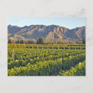 Cabernet Sauvignon vines in Huailai Rongchen 2 Postcard