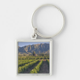 Cabernet Sauvignon vines in Huailai Rongchen Key Ring
