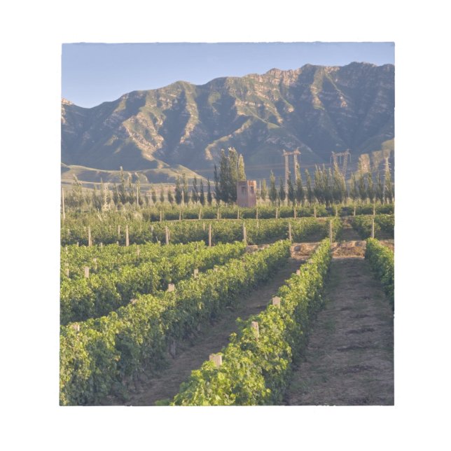 Cabernet Sauvignon vines in Huailai Rongchen Notepad (Front)