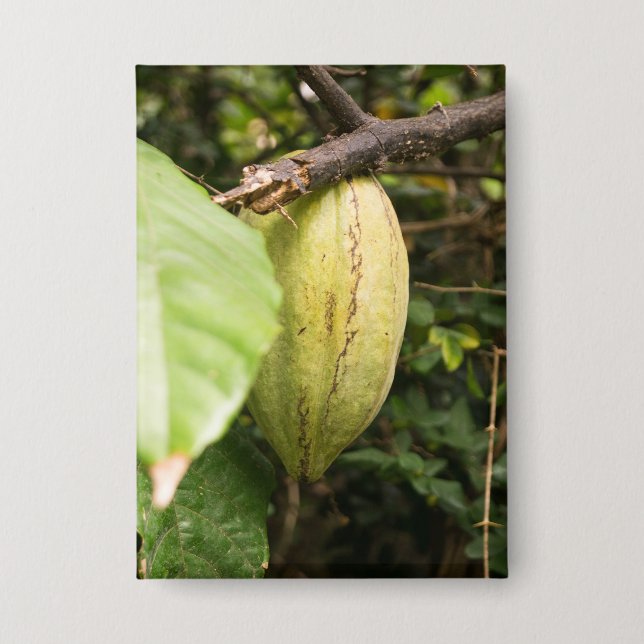 cacao pod (Front)
