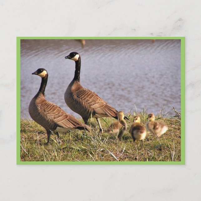 Cackling Canada goose brood Postcard (Front)