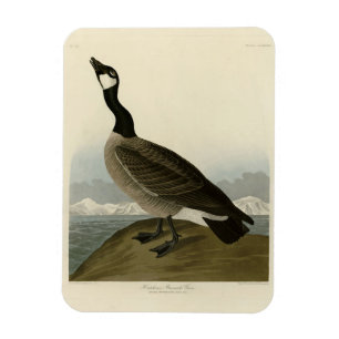 Cackling Goose from Audubon's Birds of America Magnet