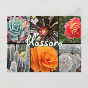 Cacti and roses photography collage blossom quote postcard