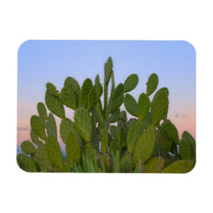 Cacti and sisal in Dry Forest Magnet