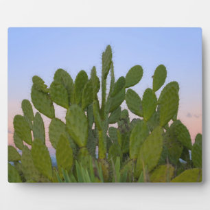 Cacti and sisal in Dry Forest Plaque