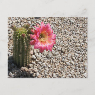 Cacti Bloom Postcard