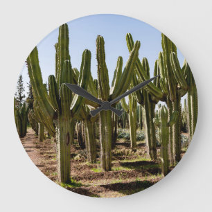 Cacti garden, tropical desert landscape. large clock