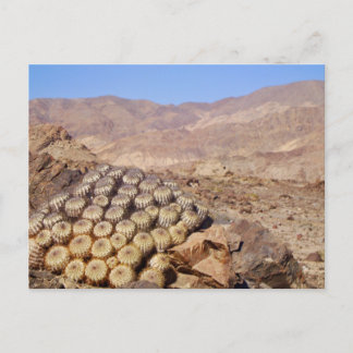 Cacti in Atacama Desert, Chile  Postcard