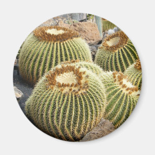 Cacti magnet