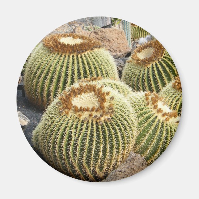 Cacti magnet (Front)