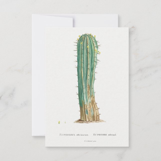 Cacti plant vintage illustration (Front)