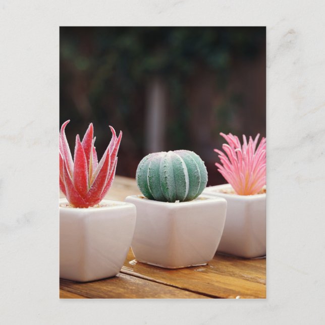 Cacti Postcard (Front)