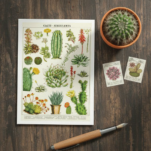 Cacti Succulents Botanical Illustration Postcard