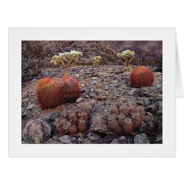 " Cacti Variety Pack " (Front Horizontal)