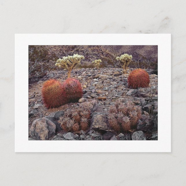 " Cacti Variety Pack " Postcard (Front)