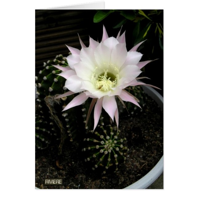 Cactus (Front)