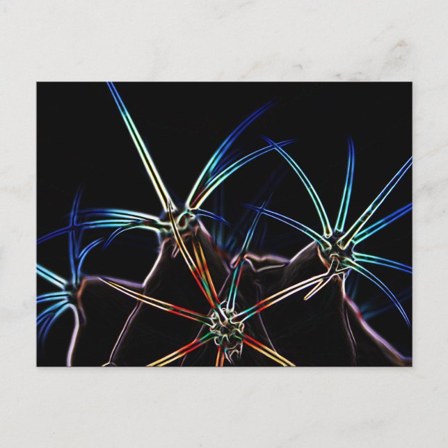 Cactus 1 pccnm postcard (Front)