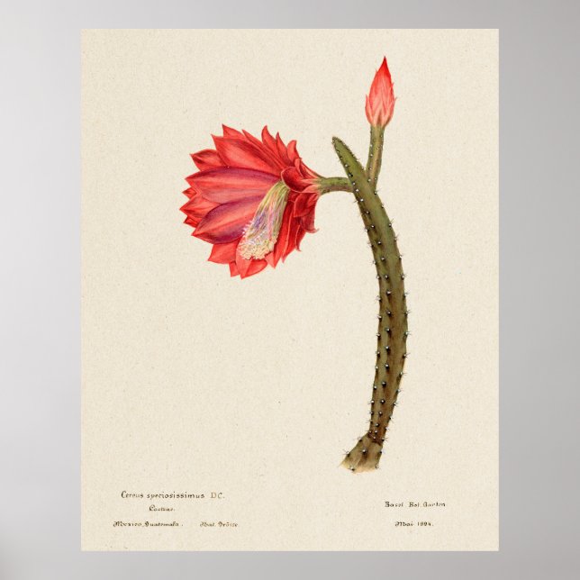 Cactus 4 poster (Front)