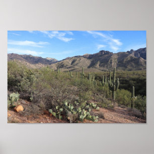 Cactus and Catalina Mountains in Tucson, Arizona Poster