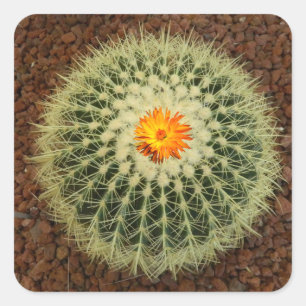 Cactus and Flower Ceramic Photo Tile Square Sticker