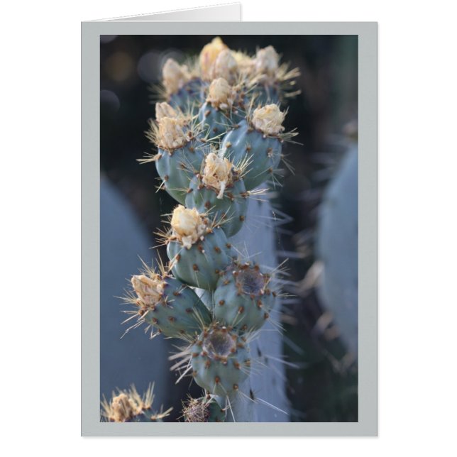 cactus bloom (Front)