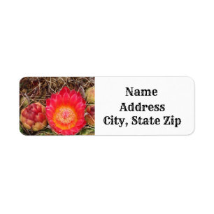 Cactus Bloom Bright Pink Flower Desert Address