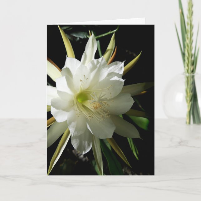 Cactus Bloom Card (Front)