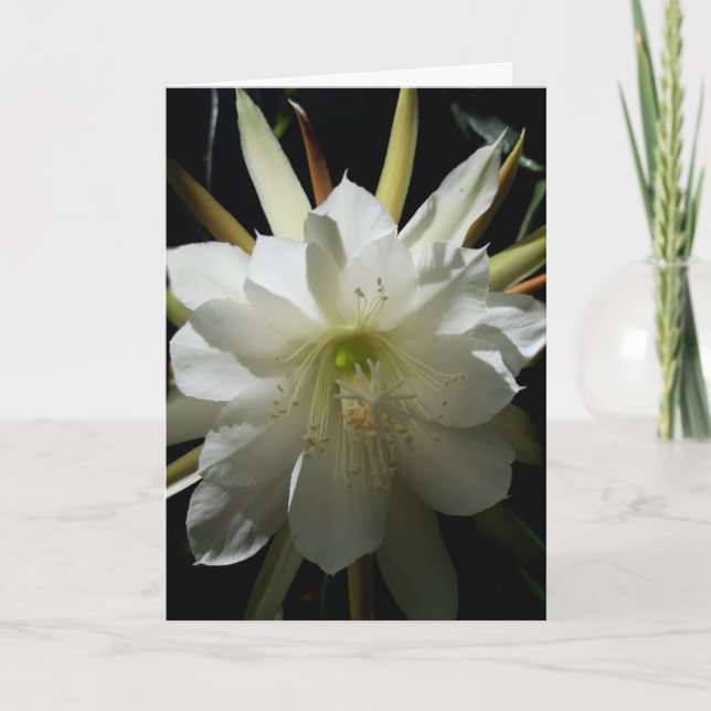 Cactus Bloom Card (Front)