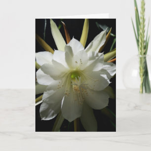 Cactus Bloom Card
