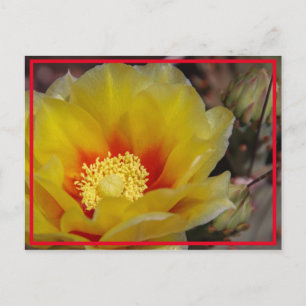 Cactus Bloom Postcard